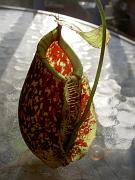 Nepenthes x hookeriana var. spotted 2